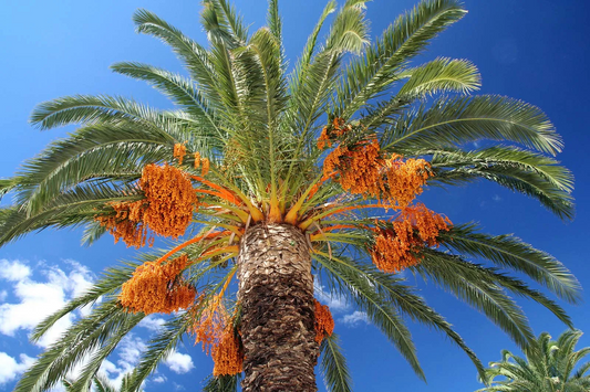A Sweet History: Tracing the Fascinating Story of Dates